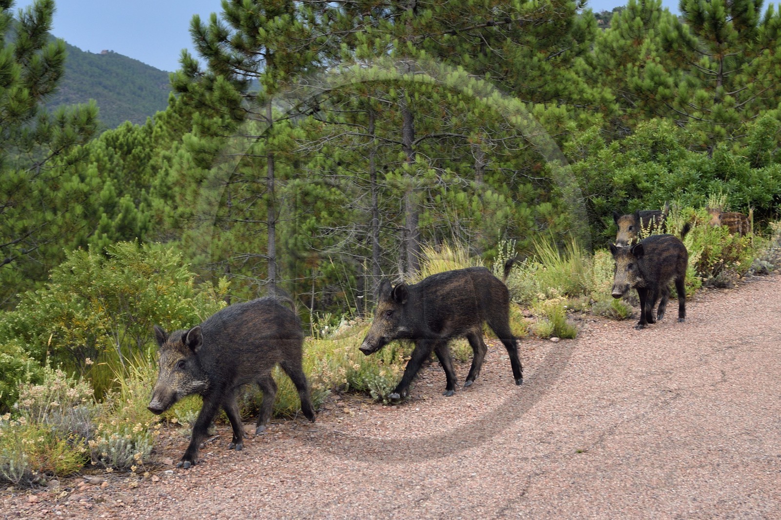 France, Var, Agay area next to Saint-Raphael, wild boars (Sus scrofa) proliferate in the Massif de l'Esterel (Esterel Massif),