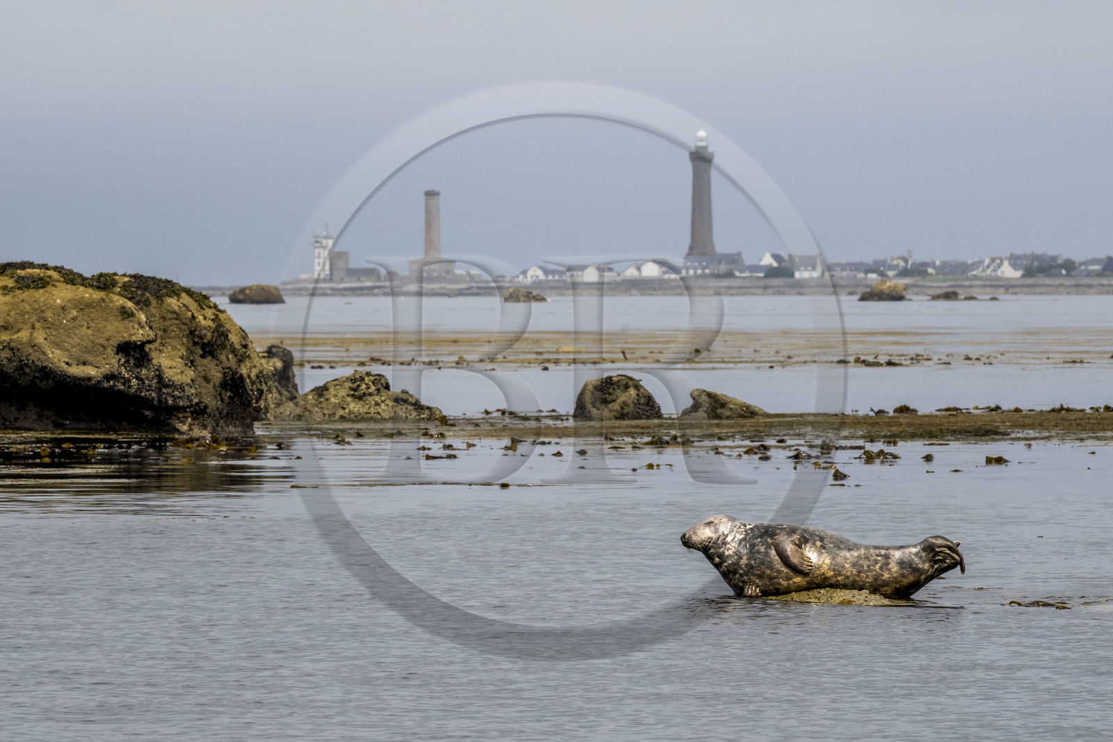 France, Finistère (29), Penmarch, archipel des Étocs, phoque gris (halichoerus grypus), le phare d'Eckmuhl sur la Pointe de Penmarch en arrière plan