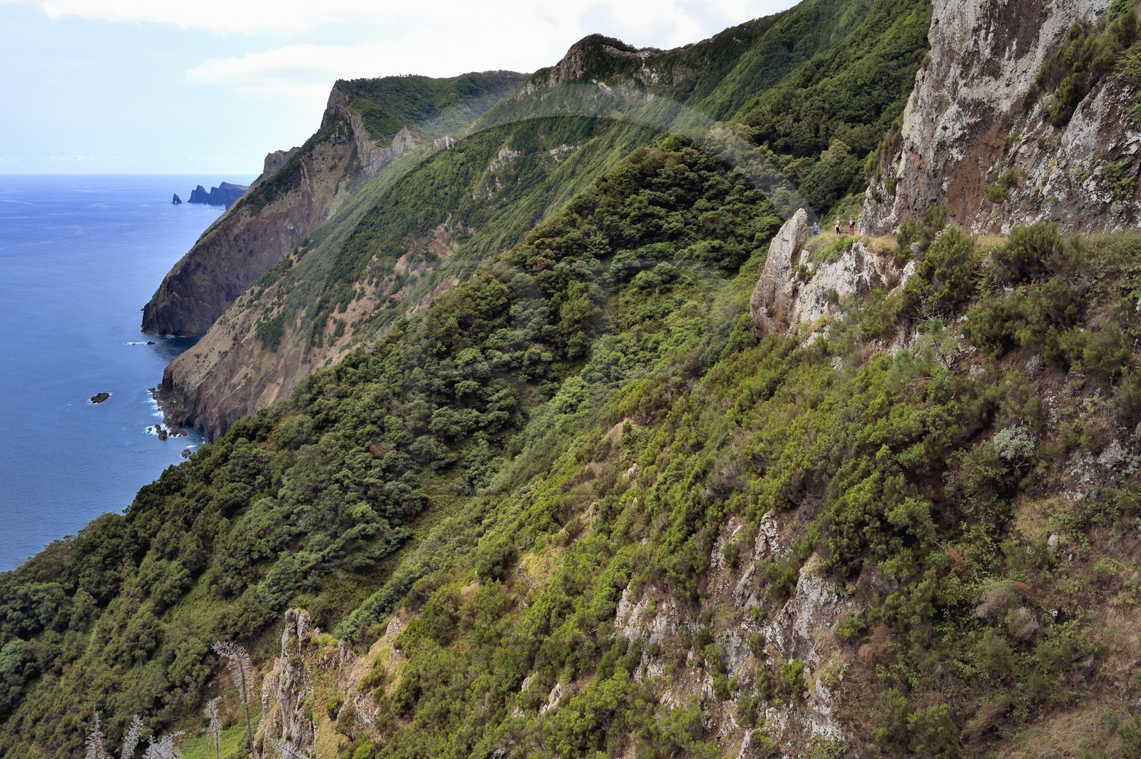 Portugal, Ile de Madère, randonnée de Machico à Porto da Cruz par le Vereda do Larano, randonneurs sur le sentier taillé à flanc de paroi dans la falaise de Larano