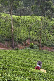 Sri Lanka, Province du Centre, trajet en train dans la région montagneuse de la culture du thé entre Hatton et Ella, plantations de thé vers Nanu Ova