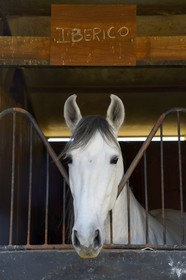 Spain, Andalusia, Seville Province, Utrera, the Ayala stud farm (Yeguada Ayala), Andalusian horse also known as the Pure Spanish Horse or PRE (Pura Raza Espanola)