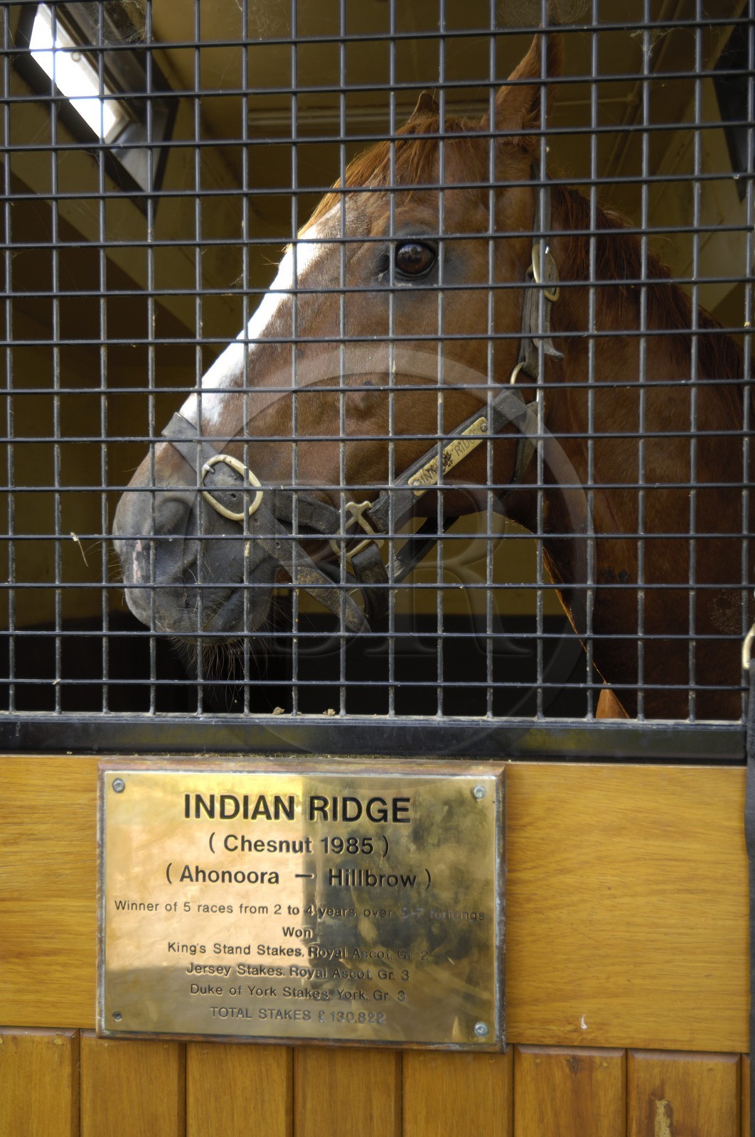 Irlande, Comté de Kildare, Tully, Irish National Stud (haras national), un cheval champion dans son box