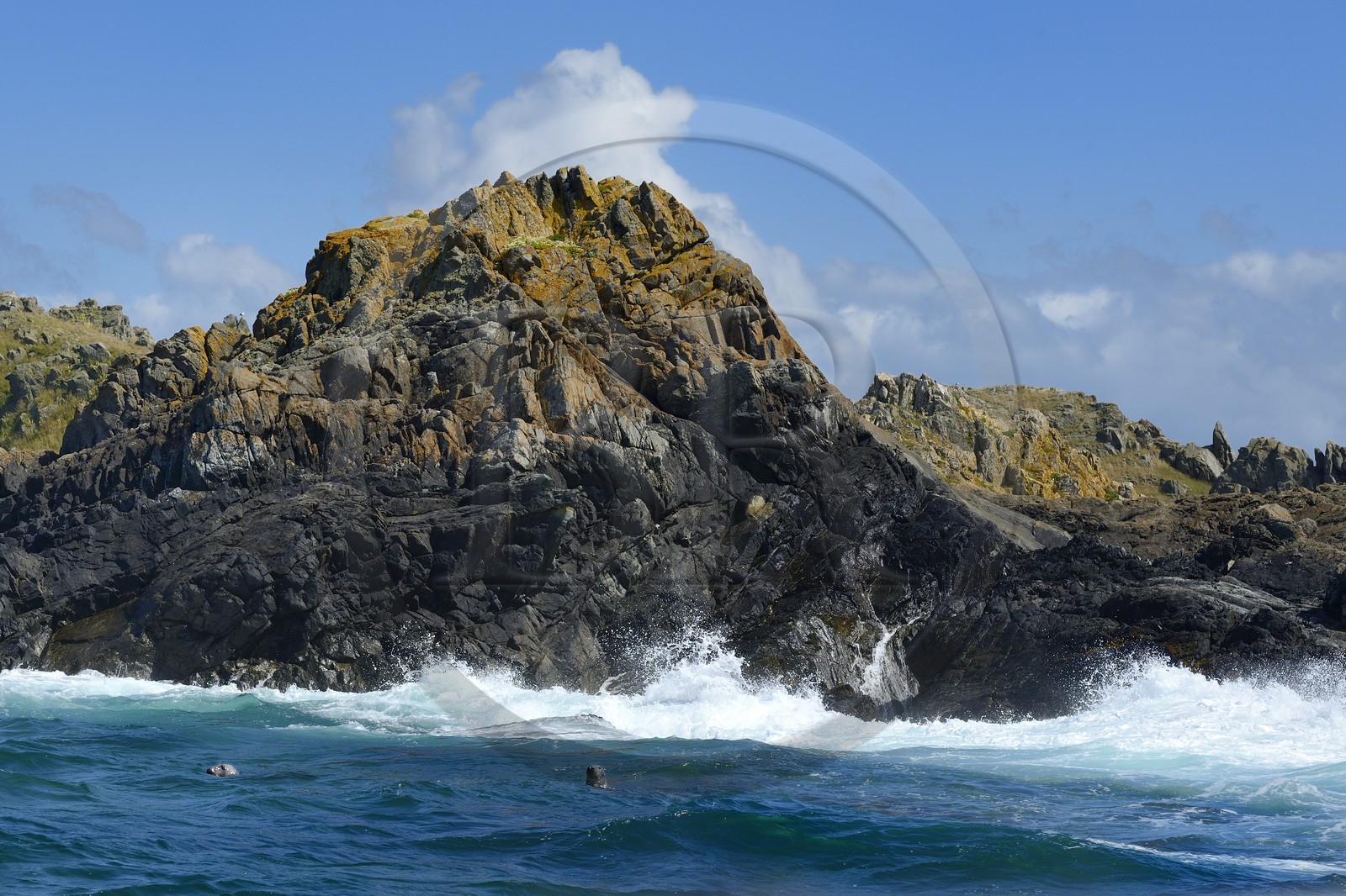 France, Côtes-d'Armor (22), Perros-Guirec, Ile Tomé, phoque gris (Halichoerus grypus)
