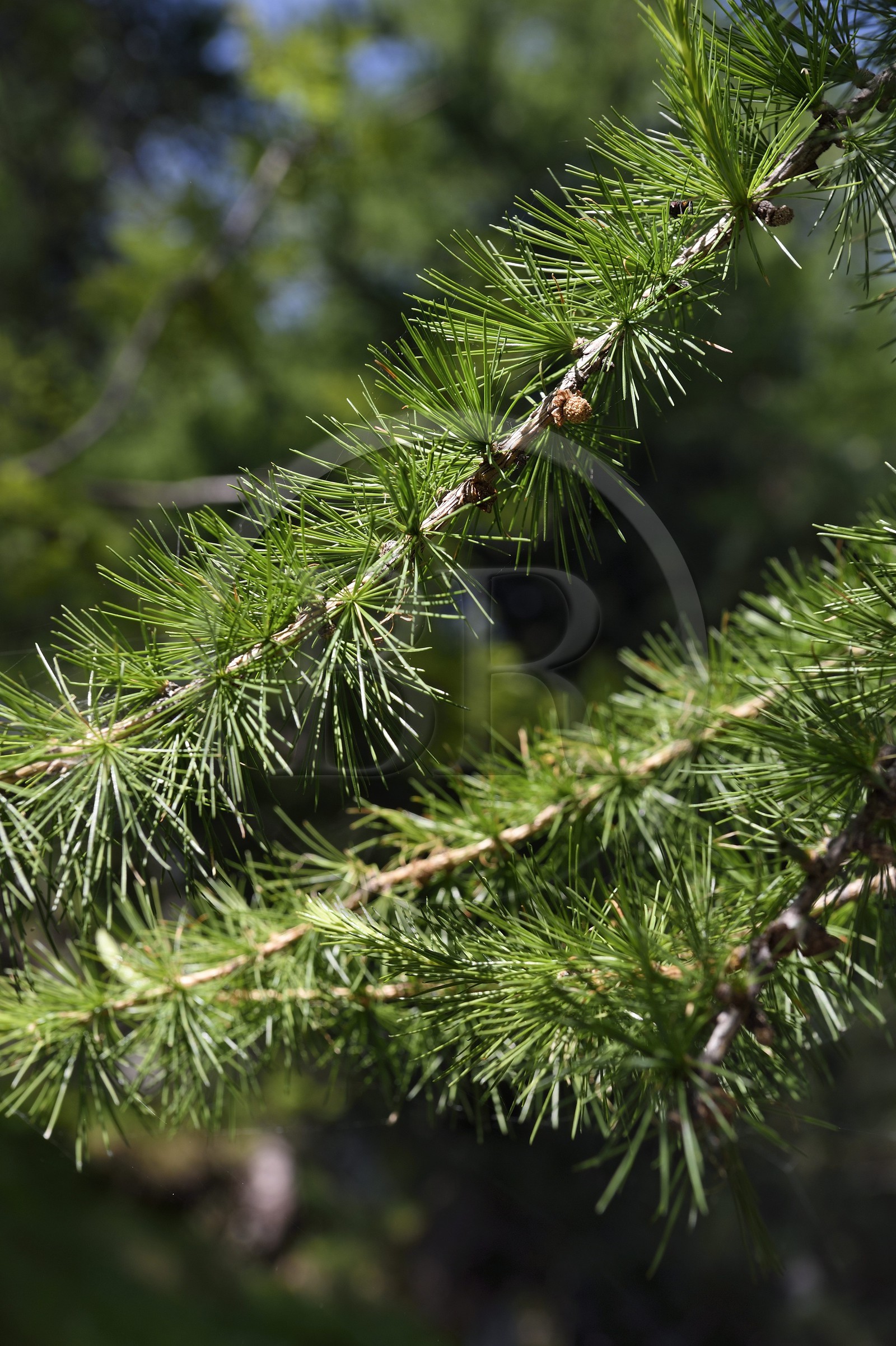 France, Alpes-Maritimes (06), parc national du Mercantour, vallée de la Valmasque, branche de Mélèze (Larix decidua)