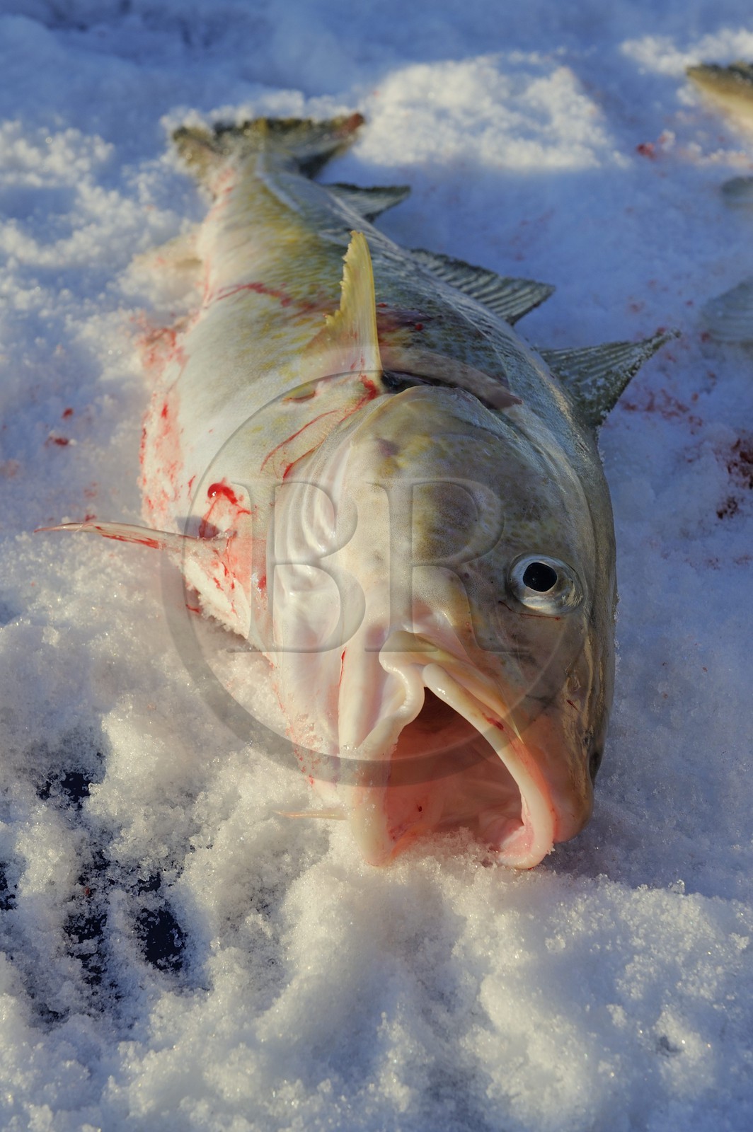 Norvège, Nordland, Iles des Westeralen, région de Myre, pêche d'un cabillaud skrei