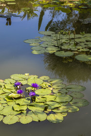 France, Alpes-Maritimes (06), Menton, Jardin botanique exotique du Val Rahmeh, bassin aux nénuphares