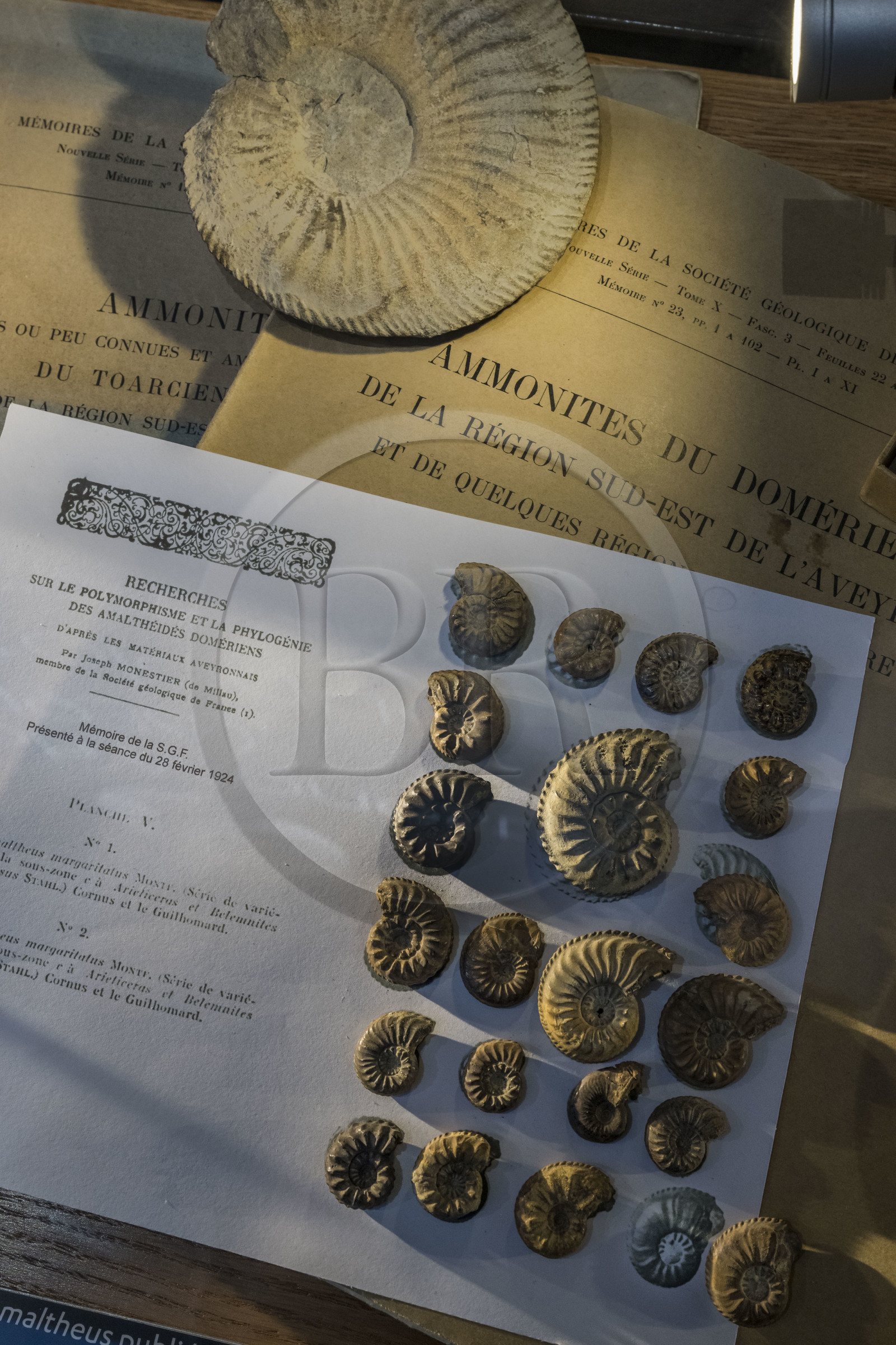 France, Aveyron, Millau, Millau and Grands Causses museum housed in the Hotel de Pegayrolles, ammonoidea
