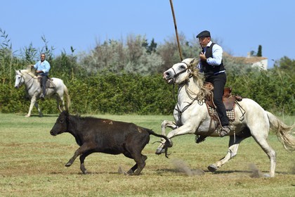 France, Bouches-du-Rhône (13), Parc naturel régional de Camargue, La Régie de Frigoulès, ferrade, gardians poursuivant un taureau