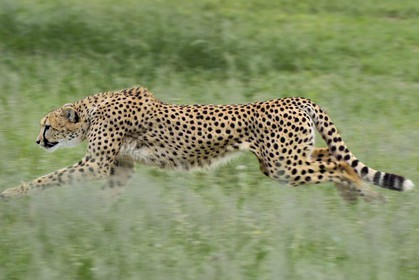 Namibie, Otjiwarongo, Cheetah Conservation Fund, centre de recherche et d'éducation, guépard (Acinonyx jubatus) entrainé à courir pour rester en forme et sain