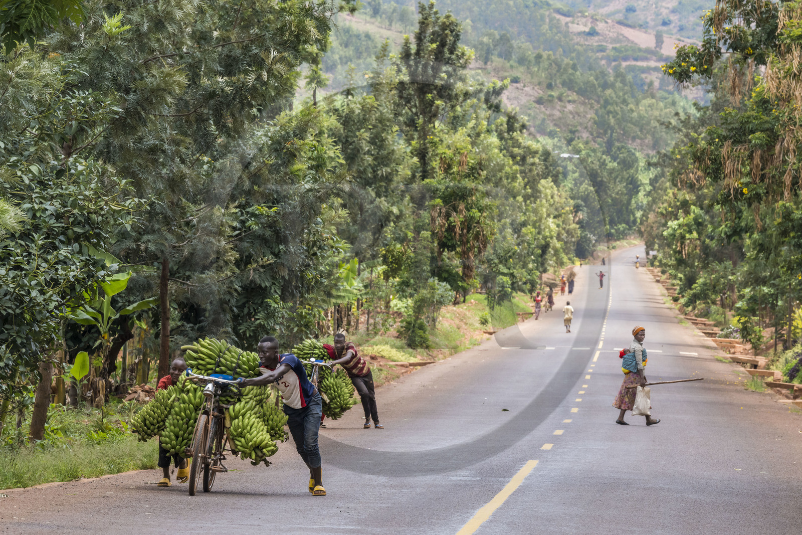 Rwanda, Province de l’Est, Kabarondo, transport de régime de bananes plantain sur bicyclette sur la route de l'Akagera, les bicyclettes sont le principal moyen de transport local