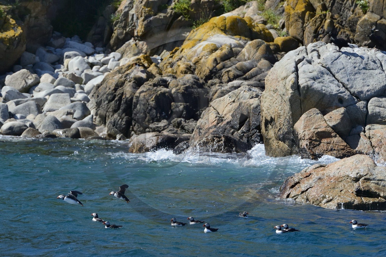 France, Côtes-d'Armor (22), Perros-Guirec, archipel et réserve ornithologique de Sept-Iles, Ile Rouzic, macareux moine (Fratercula arctica)