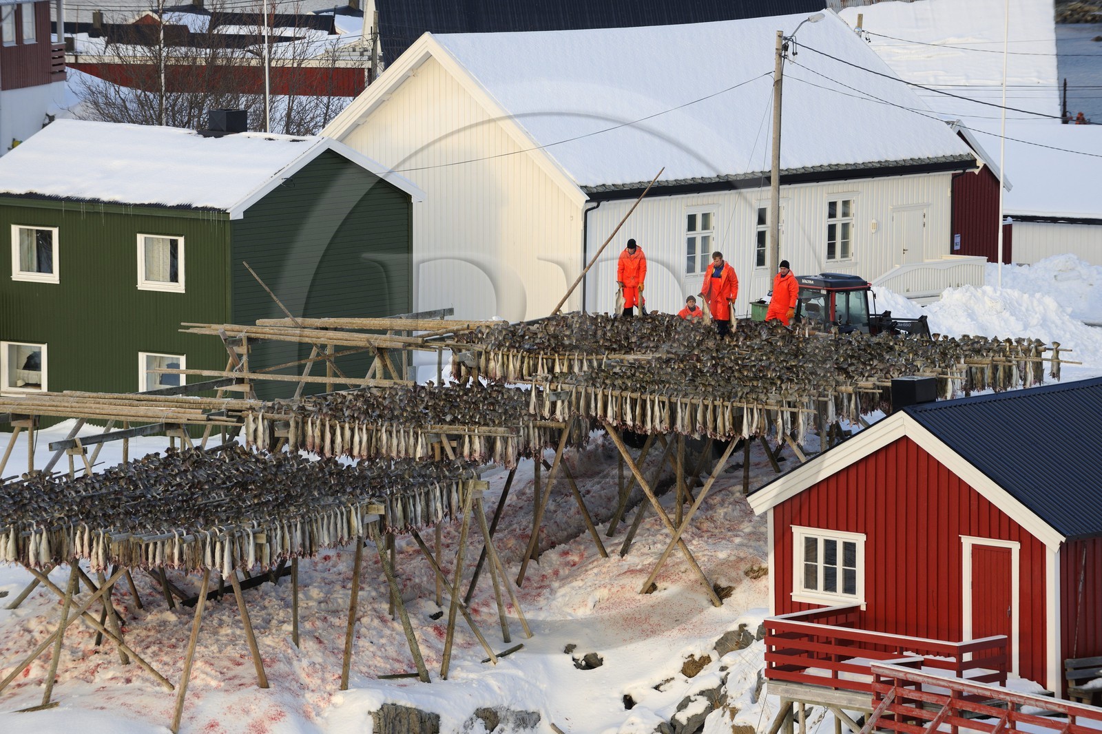 Norvège, Nordland, Iles Lofoten, Ile de Moskenes, le port de pêche de Hamnoy près de Reine, accrochage du cabillaud (morue) pour le séchage