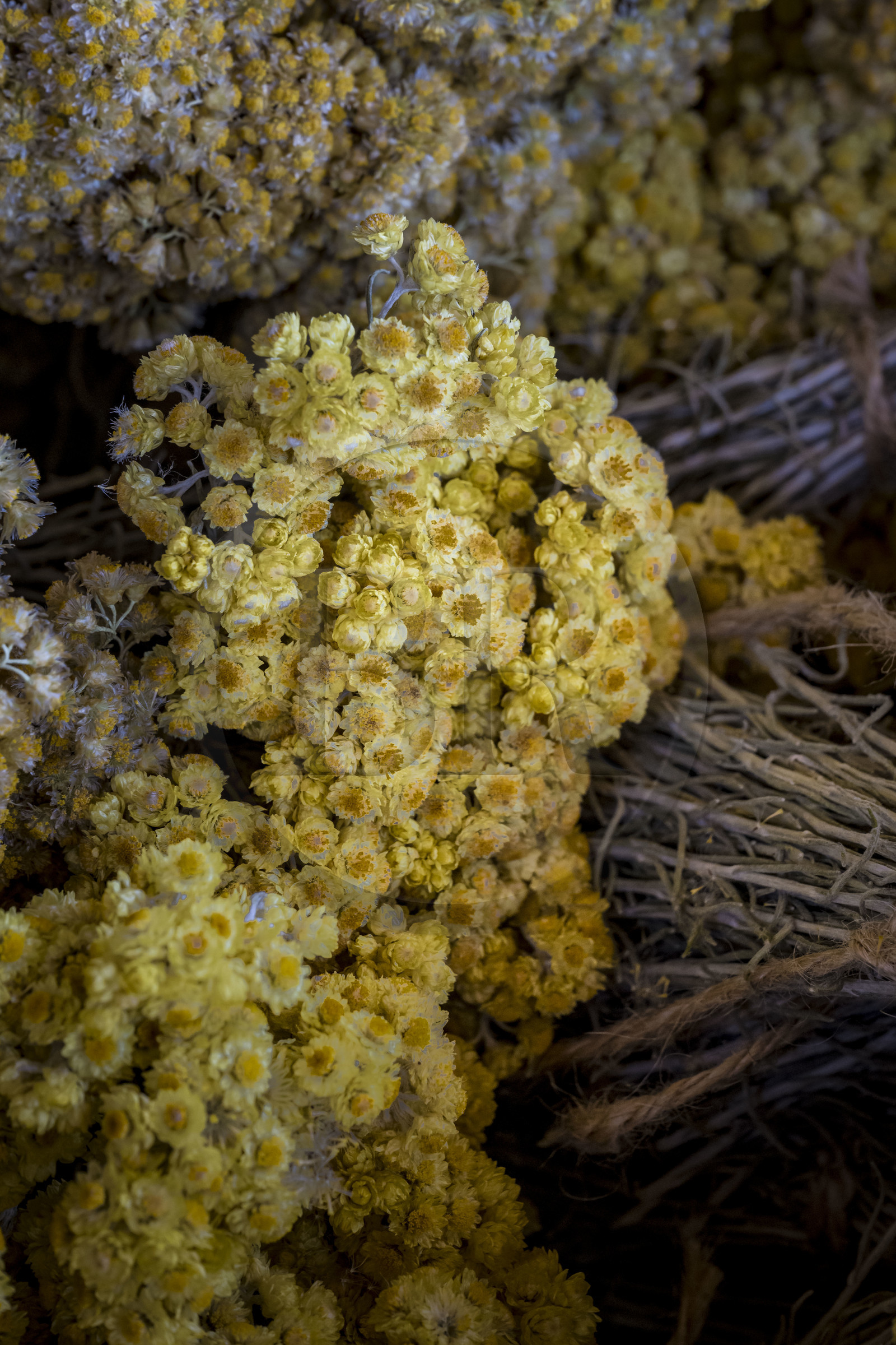 France, Charente-Maritime (17), Ile d'Oléron, Saint-Georges-d'Oléron, immortelle des dunes (helichrysum stoechas)