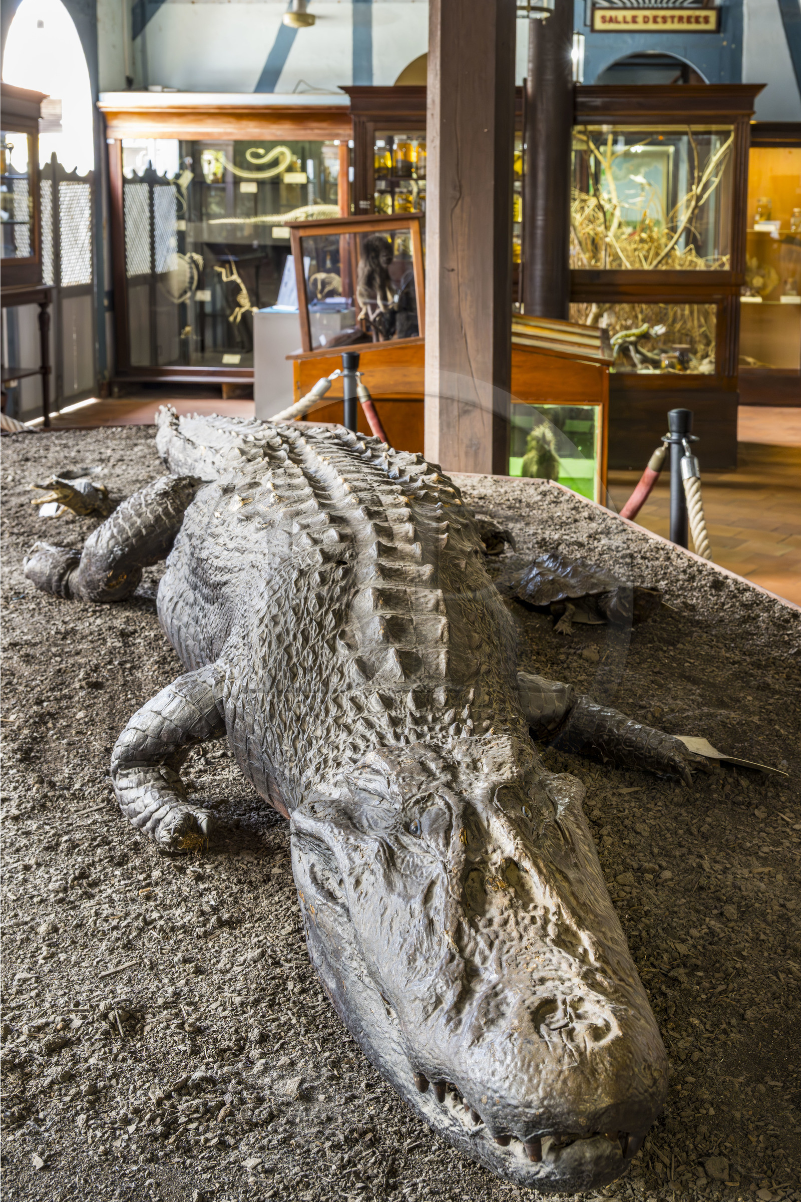 France, Guyane, Cayenne, musée départemental Alexandre-Franconie