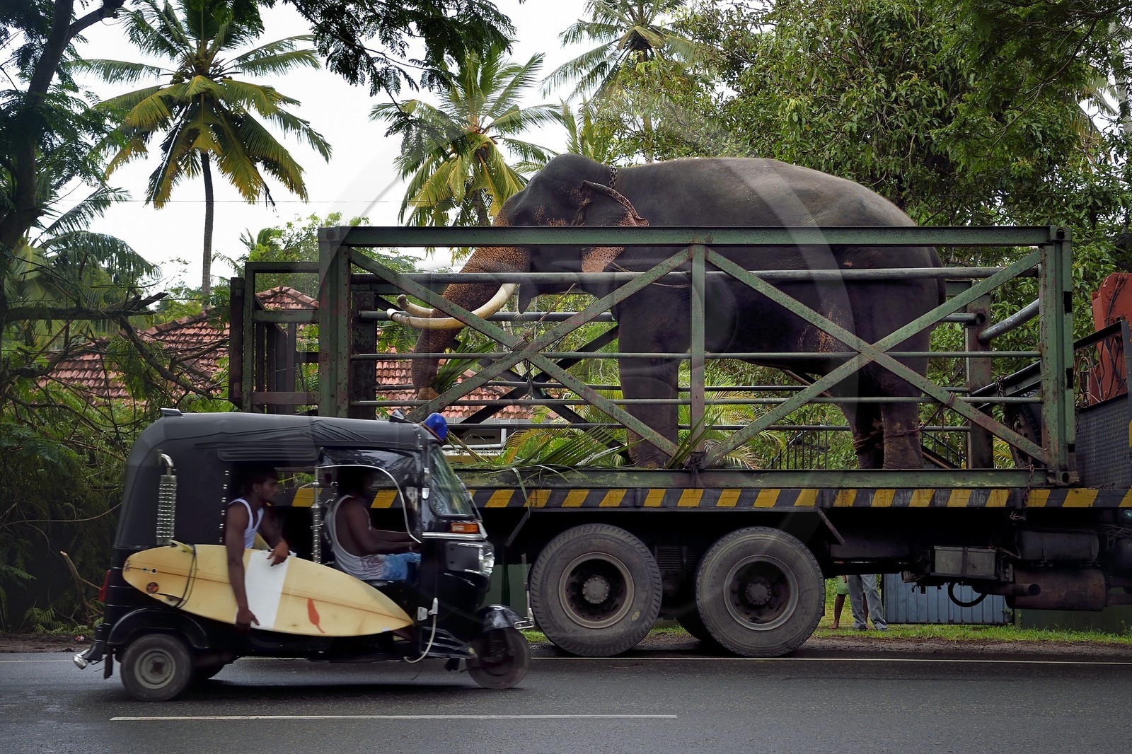 Sri Lanka, Southern Province,  Weligama, an elephant transporter brings an elephant to a ceremony