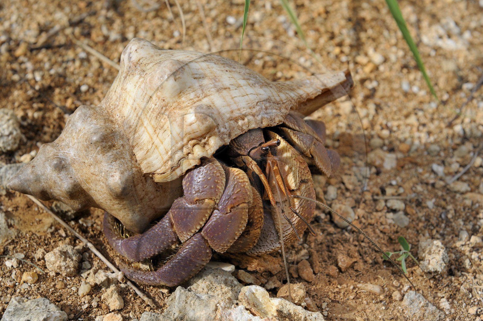 Tanzanie, archipel de Zanzibar, île de Unguja (Zanzibar), côte ouest, réserve naturelle de Chumbe Island Coral Park, bernard l'ermite