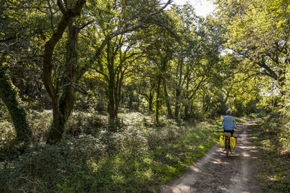 France, Loire-Atlantique (44), Préfailles, traversée d'une forêt de la lande des Cotes de Jade le long de la Vélodyssée