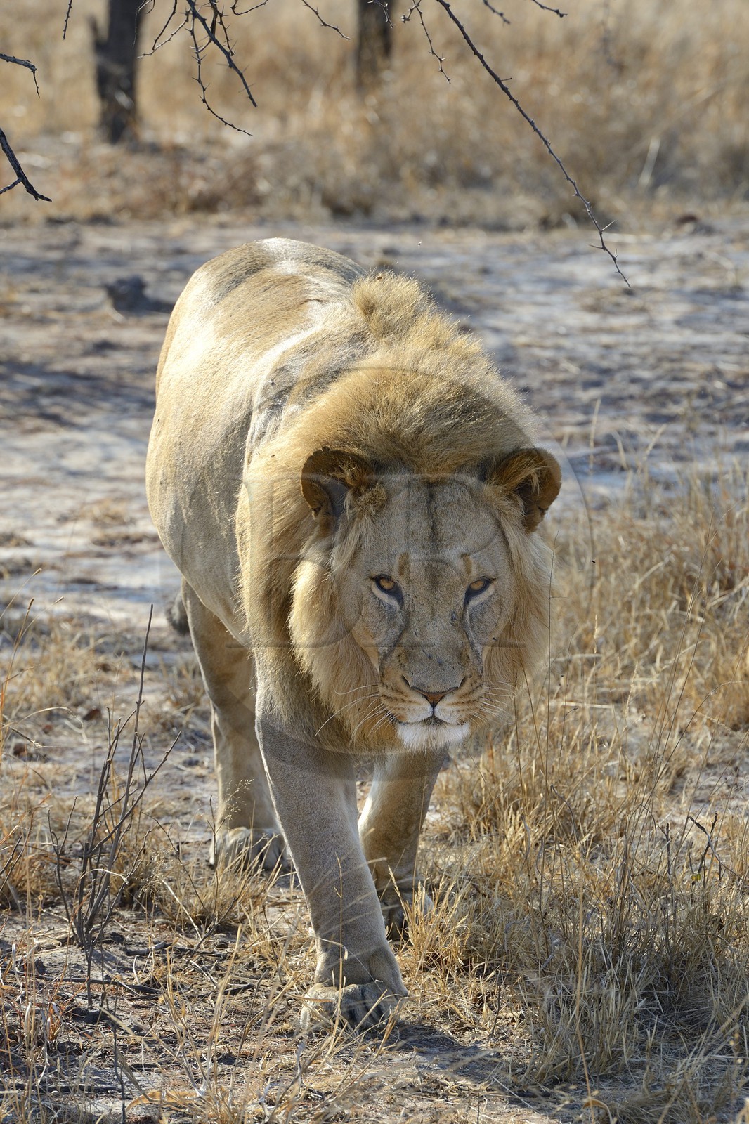 Zimbabwe, province des Midlands, Gweru, Antelope Park qui abrite ALERT (African Lion and Environmental Research Trust), Zone 2, jeune lion mâle (panthera leo) appellé AS2 qui sera relaché en clan dans un parc national pour le repeupler