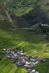 Philippines, province d'Ifugao, les rizières en terrasses de Banaue autour du village de Batad, classées Patrimoine Mondial de l'UNESCO, alimentées par un ancien système d'irrigation depuis la forêt tropicale au-dessus des terrasses
