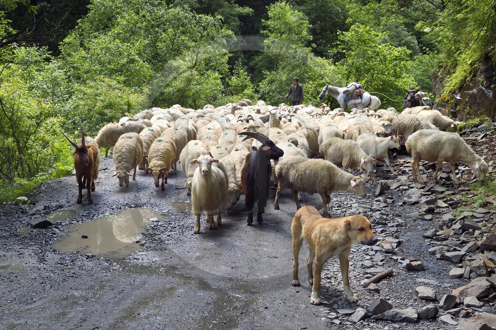 Géorgie, Kakheti, region de Touchétie, transhumance de moutons sur la piste qui relie Telavi à Omalo en passant par le Col d'Abano à 2826 mètres