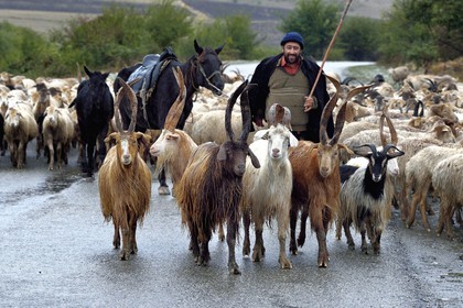 Azerbaïdjan, région de Ismailli, berger et son troupeau de moutons en transhumance sur la route descendant de Lahij (Lahic), béliers