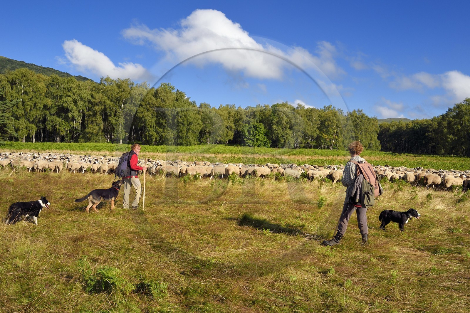 France, Puy-de-Dôme (63), Parc Naturel Régional des Volcans d'Auvergne, Chaine des Puys classée Patrimoine Mondial de l’UNESCO, les deux bergères Ostiane Vuillermoz et Charlotte Hevin gardant un troupeau de brebis Rava au pied du volcan Puy de Dôme