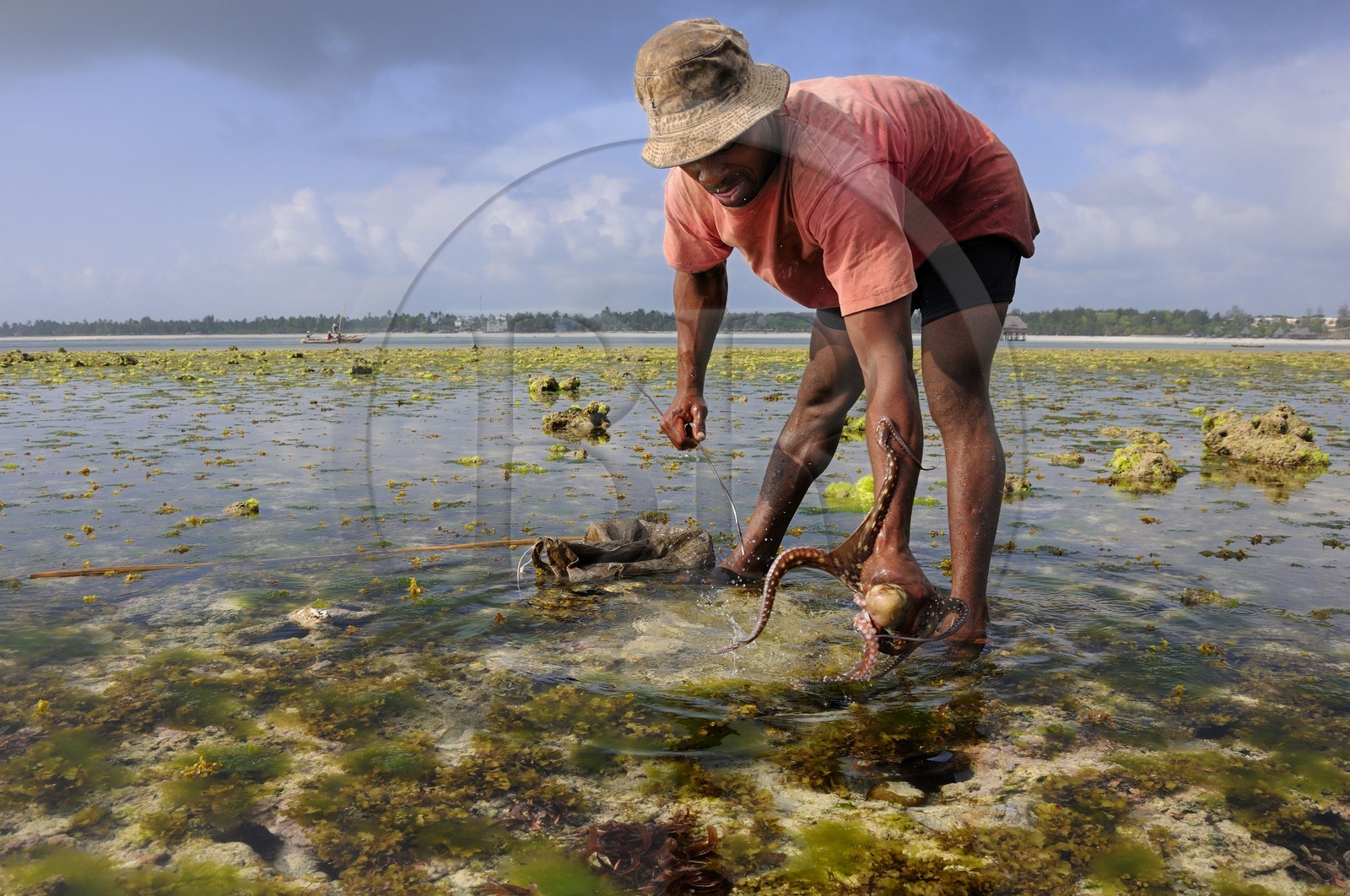 Tanzania, Zanzibar Archipelago, Unguja island (Zanzibar), southeast coast, Bwejuu, octopus fishing on the coral reef at low tide