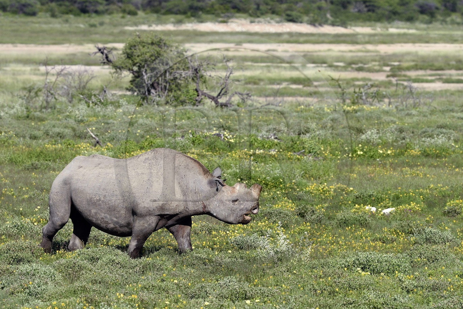 Namibie, région de Oshikoto, Parc National d'Etosha, rhinocéros noir (Diceros bicornis) aux deux cornes coupées pour lutter contre le braconnage