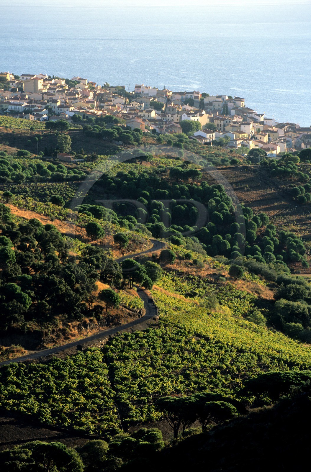 France, Pyrénées-Orientales (66), côte Vermeille, vignoble de Banyuls-sur-Mer et la ville