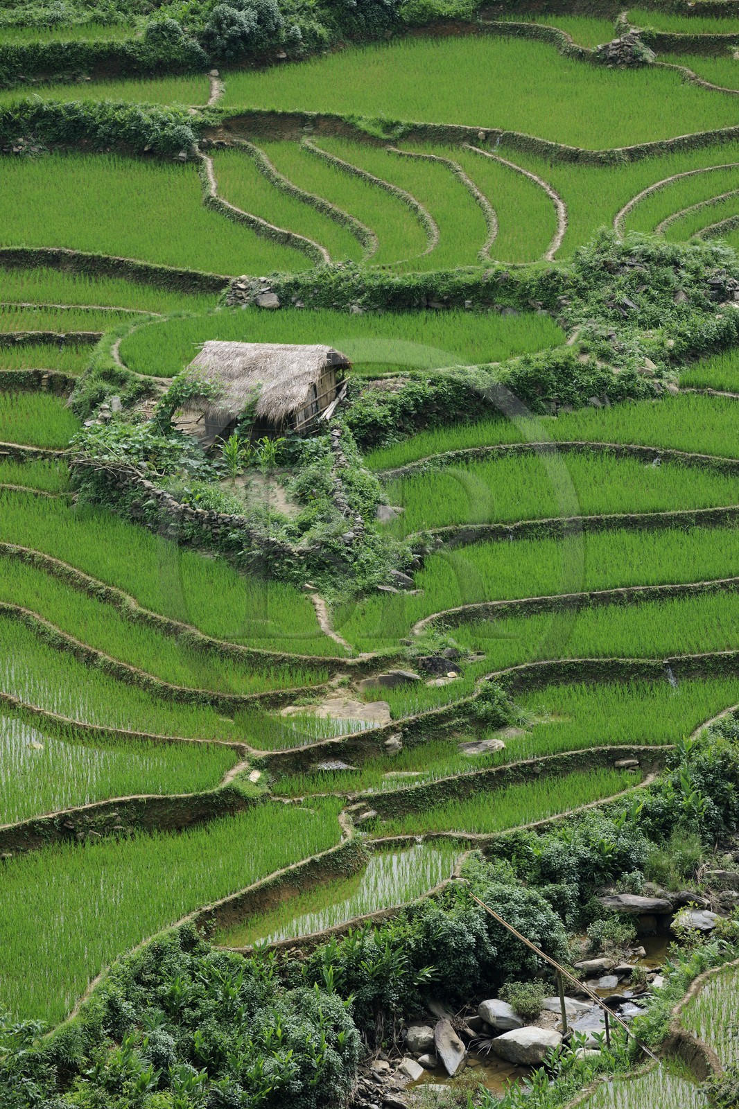 Vietnam, Lao Cai province, North-West Sapa district, rice plantations in terraces
