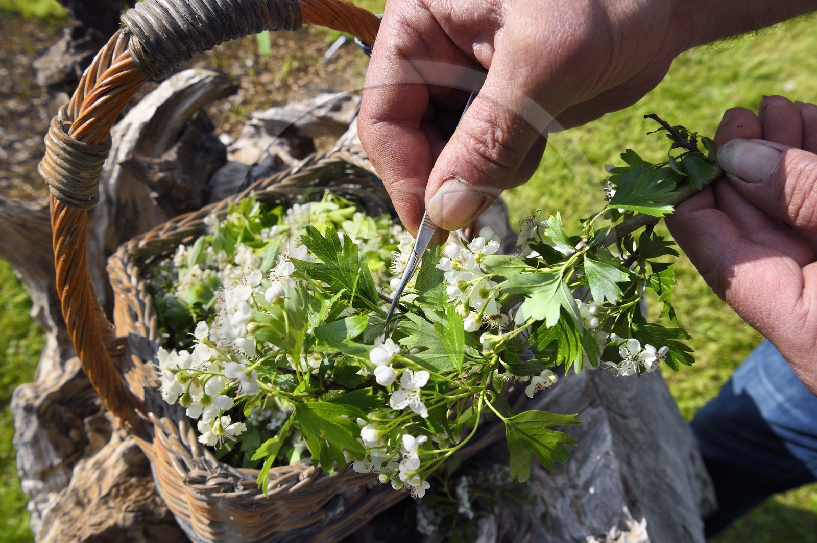 France, Charente (16), Chazelles, jardin botanique Ma Nouvelle Vie créé par Marc Buergo, récolte et trie d'aubépines monogynes (Crataegus monogyna)