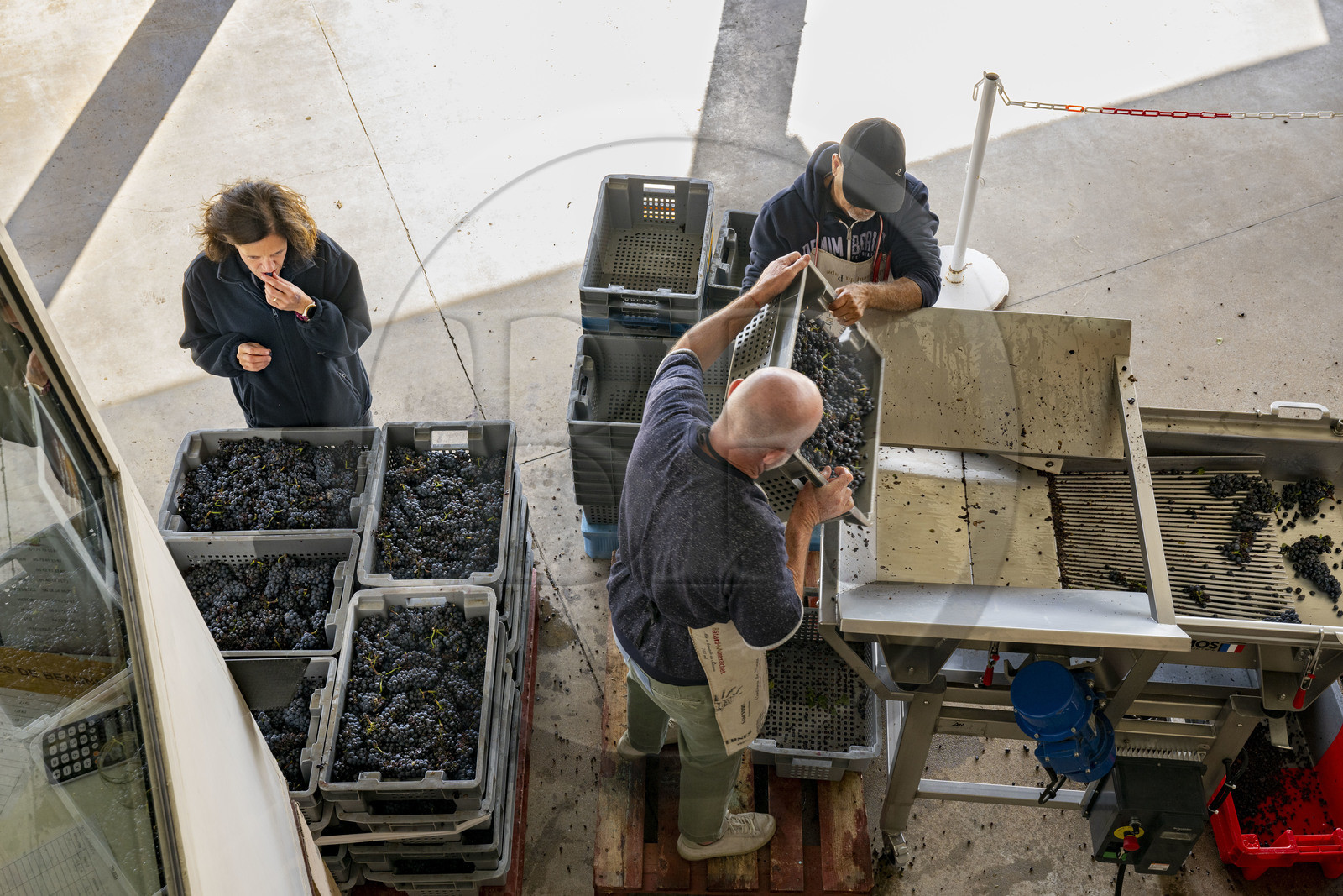 France, Côte-d'Or (21), les climats de Bourgogne classés Patrimoine Mondial de l'UNESCO, Beaune, Cuverie des Hospices de Beaune, trie et éraflage (ou égrappage), juste après la vendange et avant de presser le raisin, pour enlever la partie végétale