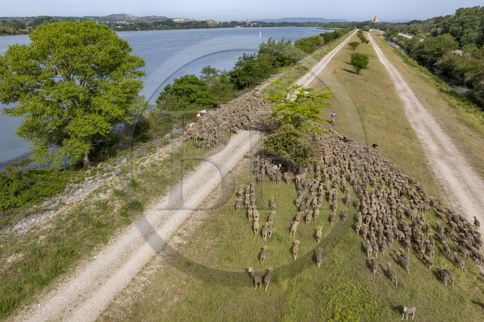 France, Vaucluse (84), Châteauneuf-du-Pape, le troupeau de brebis Merinos d'Arles (et quelques chèvres) menée par la bergère Natacha Fasujevic en éco-pâturage sur les bords du Rhone, le chateau de L'Hers (Xe siècle) en arrière plan (vue aérienne)