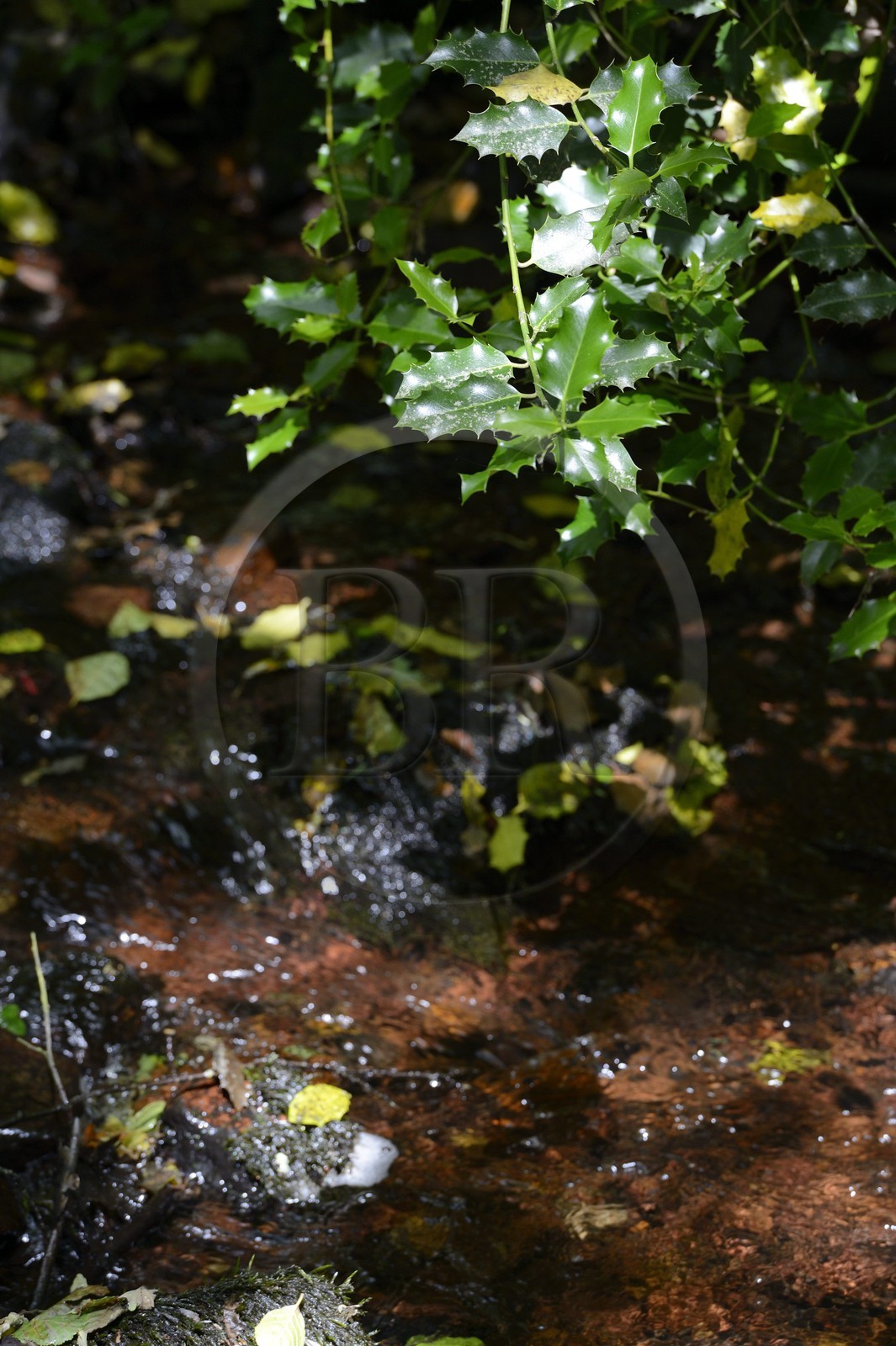 France, Ille-et-Vilaine (35),  forêt de Brocéliande, la vallée de l'Aff, branche de houx (Ilex aquifolium)
