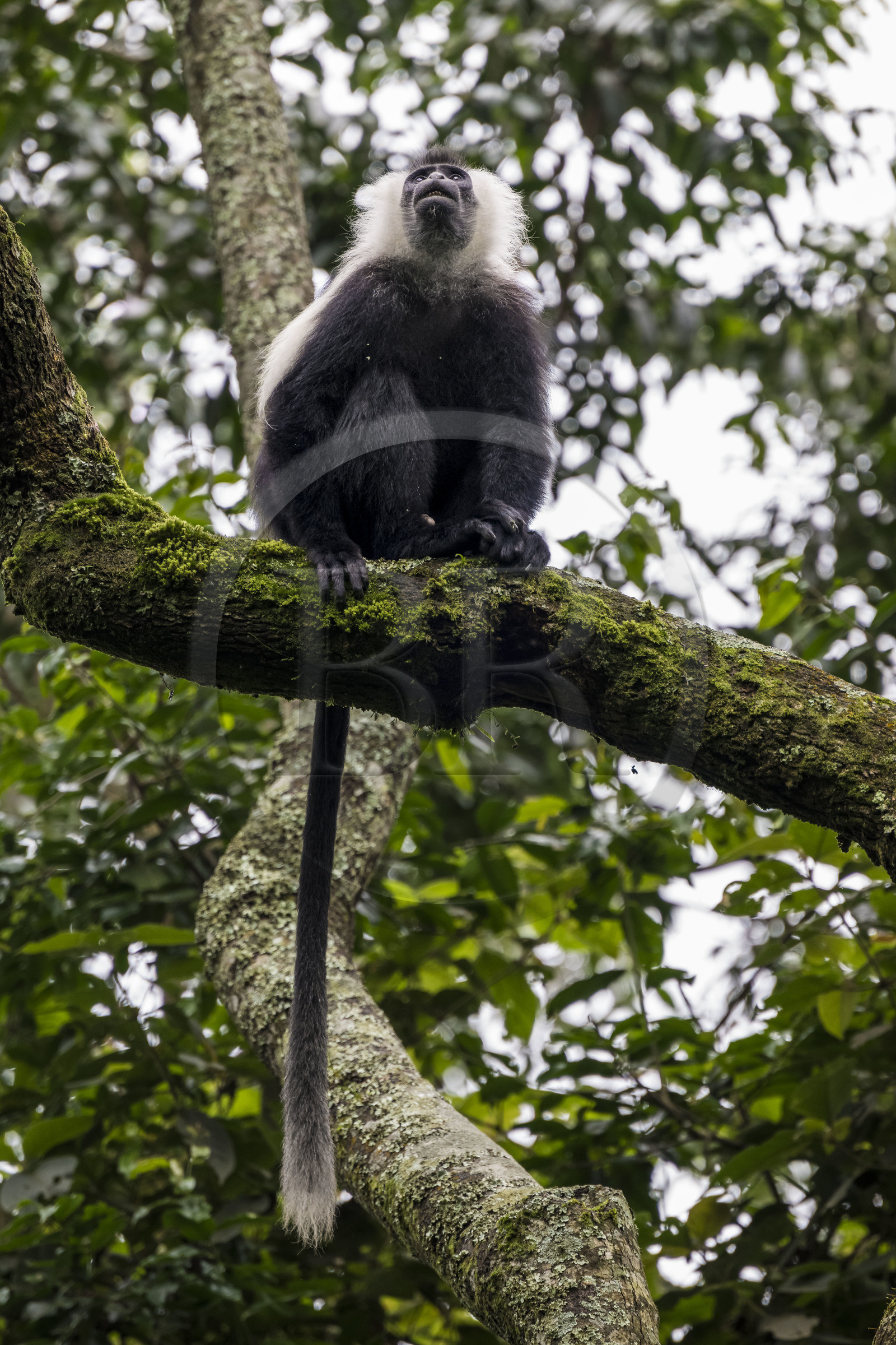 Rwanda, Western Province, Gisakura, Nyungwe National Park, Ruwenzori colobus (Colobus angolensis ruwenzorii) during a walking safari in the natural rainforest