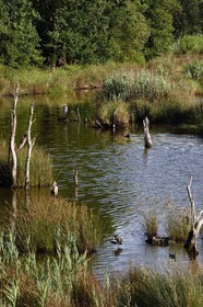 Spain, Basque Country, Biscay Province, Gernika-Lumo region, Urdaibai estuary Biosphere Reserve, Urdaibai Bird Center, gray heron (Ardea cinerea)