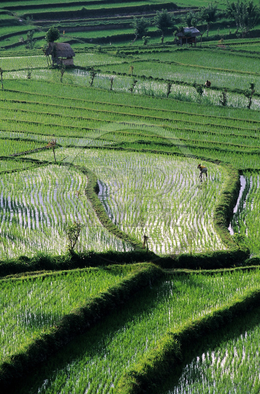 Indonésie, île de Bali, rizières en terrasses dans la région de Tirtagangga