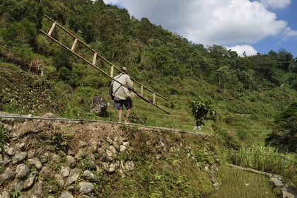 Philippines, province d'Ifugao, les rizières en terrasses de Banaue autour du village de Cambulo, classées Patrimoine Mondial de l'UNESCO, entretien des murs