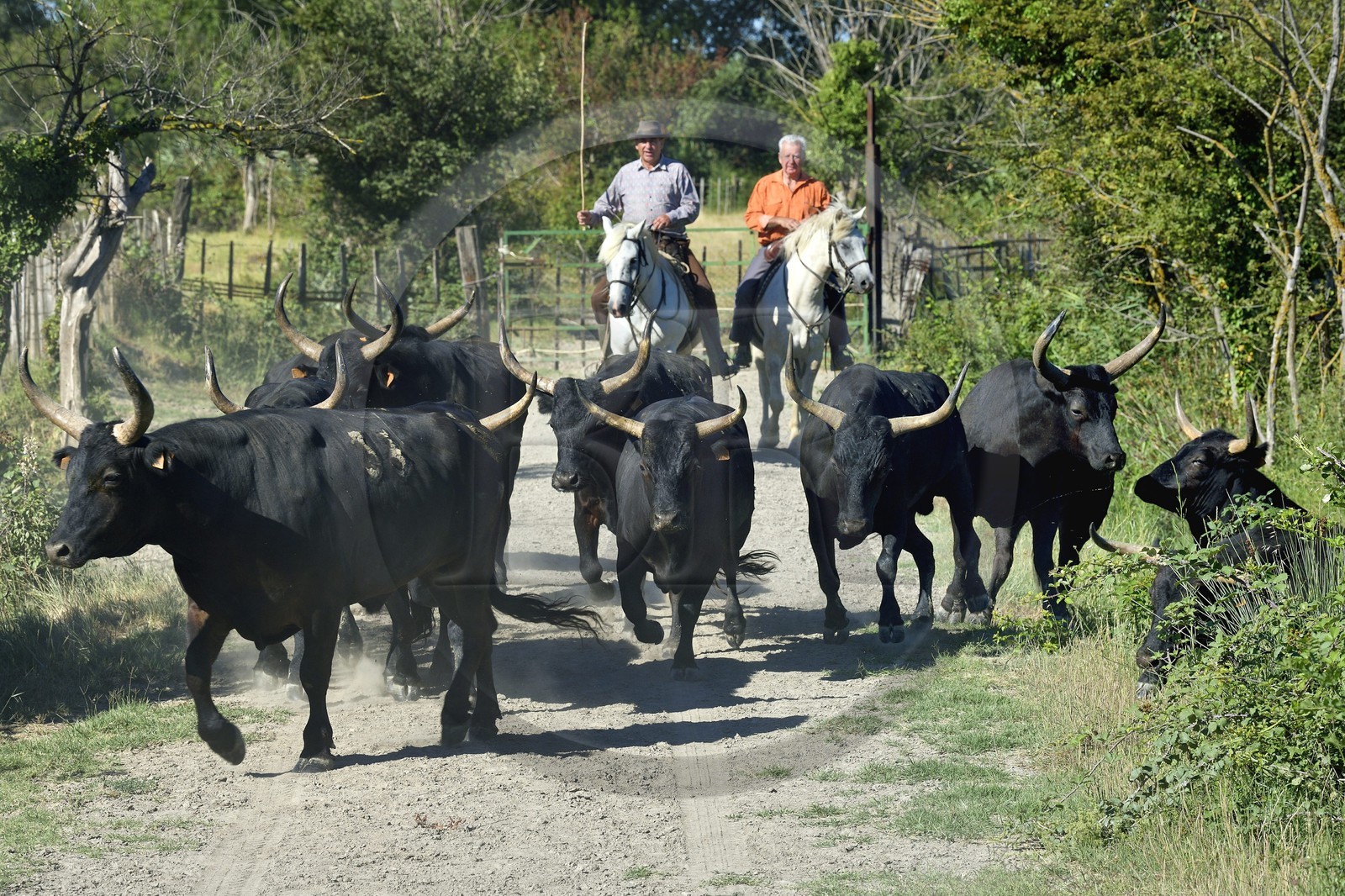France, Bouches du Rhone, Parc naturel regional de Camargue (Regional Natural Park of Camargue), Mas du Menage, manade Saint Antoine (Cauzel), gardians with Camargue bulls called Raco di Biou