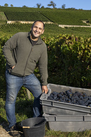France, Côte-d'Or (21), les climats de Bourgogne classés Patrimoine Mondial de l'UNESCO, Route des Grands Crus, vignoble de la Côte de Beaune, Volnay, vendanges dans les vignes du domaine Cluzeaud Volnay 1er Cru Pitures à partir du cépage Pinot noir, Jean baptiste Cluzeaud