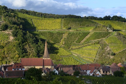 France, Haut-Rhin (68), Route des Vins d'Alsace, Niedermorschwihr, le village entouré par le vignoble et son église à clocher tors