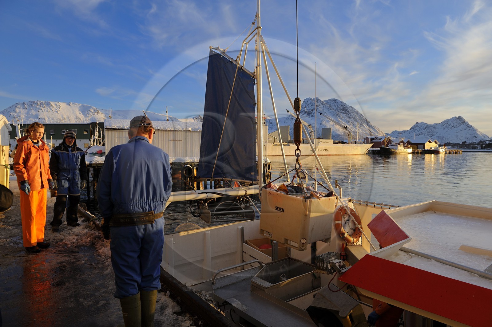 Norvège, Nordland, iles des Westeralen, port de Myre, débarquement du cabillaud skrei du bateau de pêche