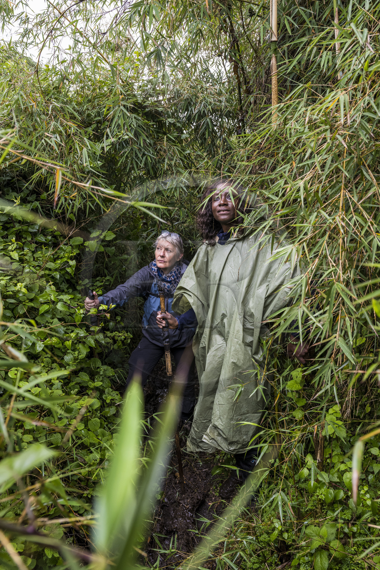 Rwanda, Province du Nord, Parc National des Volcans dans la chaine des Monts Virunga, mont Karisimbi,