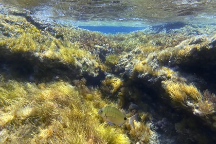 France, Var, Le Rayol Canadel sur Mer, Domaine du Rayol, Jardin des Mediterranees, Conservatoire du Littoral Estate compulsory mention, the marine path