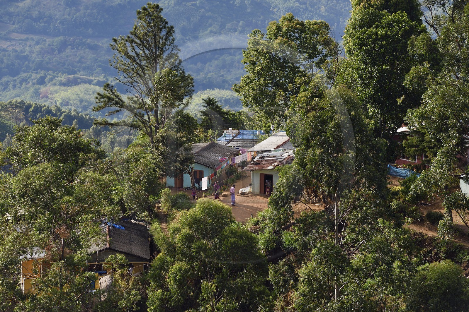 Sri Lanka, Province d'Uva, Haputale, plantation de thé