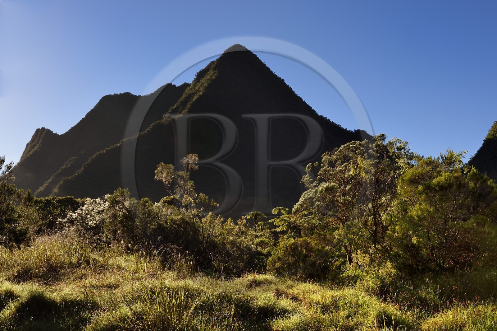 France, Reunion island (French overseas department), Saint Benoit, Parc National de La Reunion (Reunion National Park), listed as World Heritage by UNESCO, Bebour forest