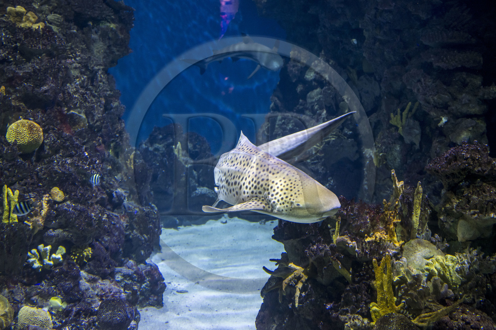 Espagne, Catalogne, Barcelone, Port Vell, l'aquarium,  Requin-zèbre devenu Requin-léopard une fois adulte (Stegostoma tigrinum)