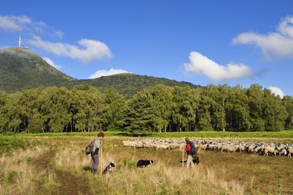 France, Puy-de-Dôme (63), Parc Naturel Régional des Volcans d'Auvergne, Chaine des Puys classée Patrimoine Mondial de l’UNESCO, les deux bergères Ostiane Vuillermoz et Charlotte Hevin gardant un troupeau de brebis Rava au pied du volcan Puy de Dôme