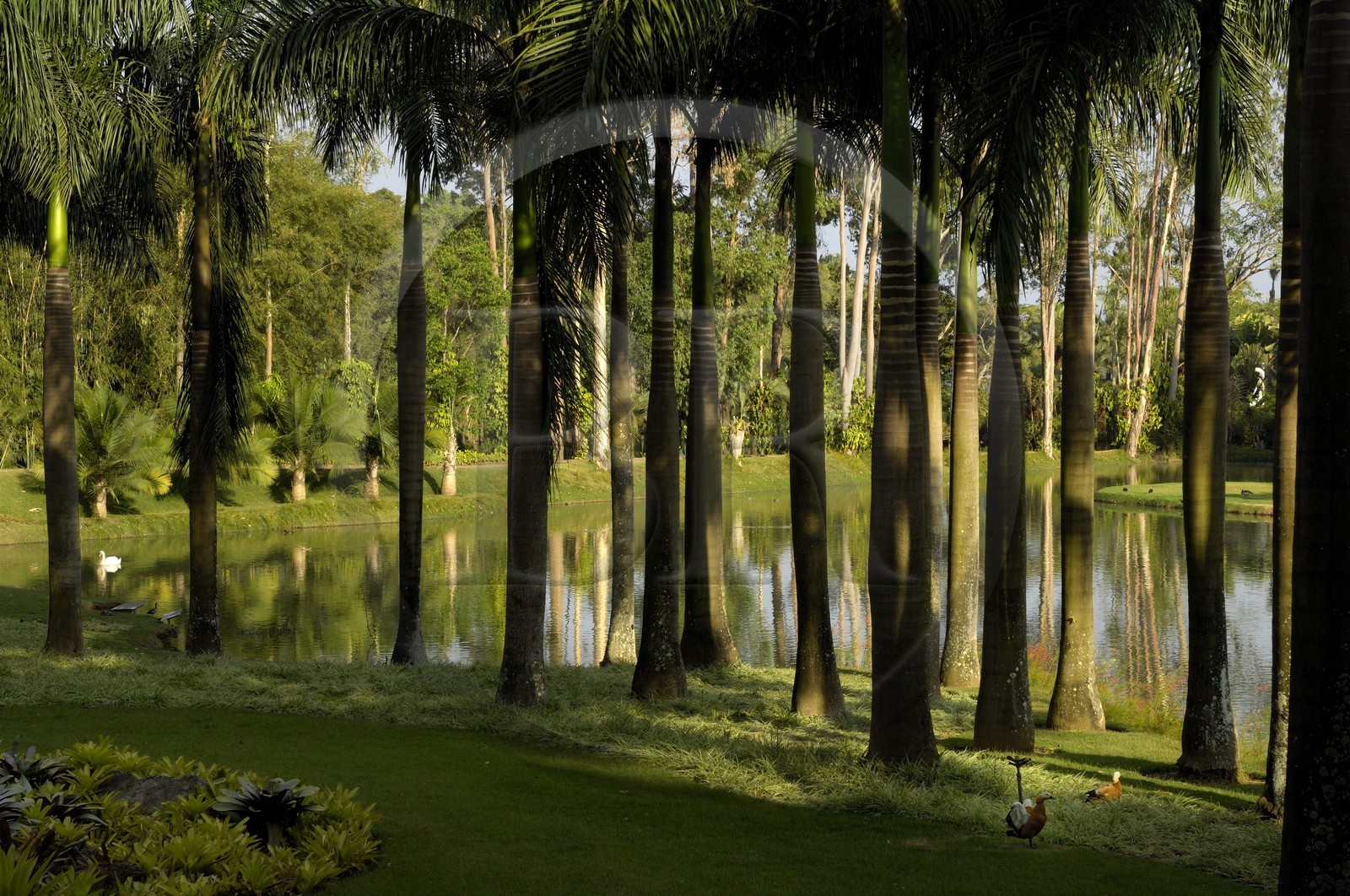 Brésil, Etat du Minas Gerais, région de Belo Horizonte, Brumadinho, le lac du centre d'art contemporain Inhotim