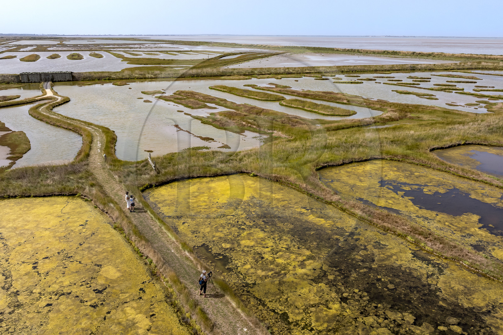 France, Charente Maritime, Saintonge, Saint-Froult, Moeze-Oléron nature reserve in the Brouage marsh area, ornithological observation and visit to the reserve on the trails in the former salt marshes